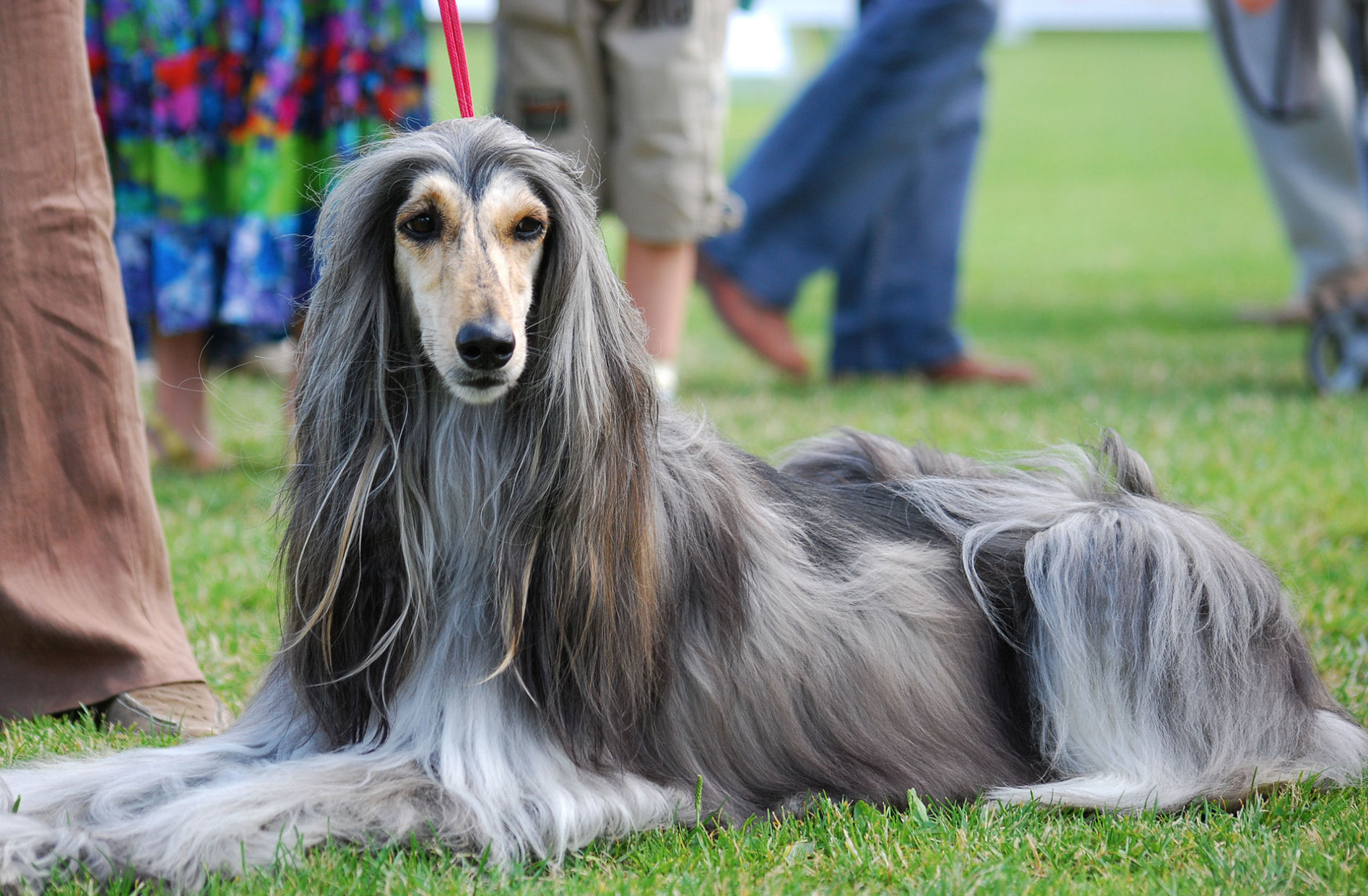 【犬】シェルティとアフガンハウンドのミックス犬を見つけた話